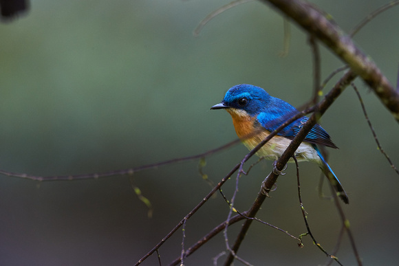 Borneo Blue Flycatcher