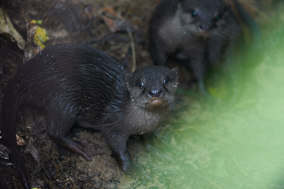 Small-clawed Otter
