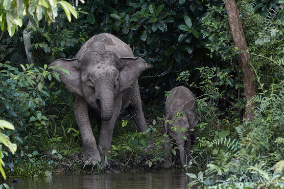 Borneo Pygmy Elephants