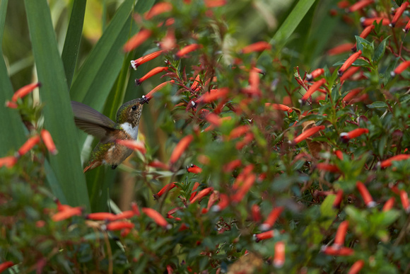 Volcano Hummingbird  (F)