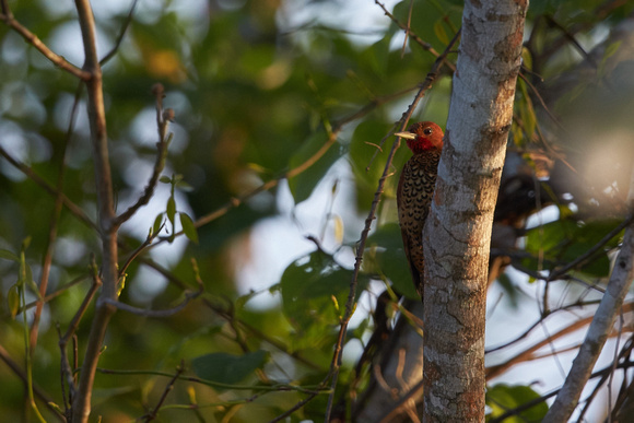 Cinammon Woodpecker