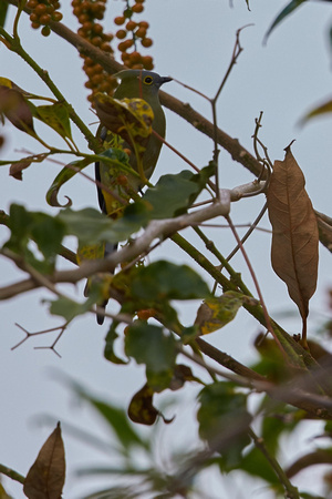 Long-tailed Silky Flycatcher