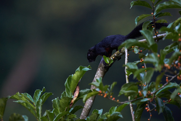 Borneo Black-banded Squirrel