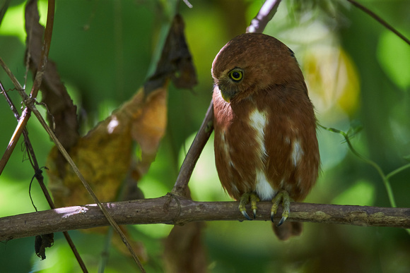 Costa Rican Pygmy Owl