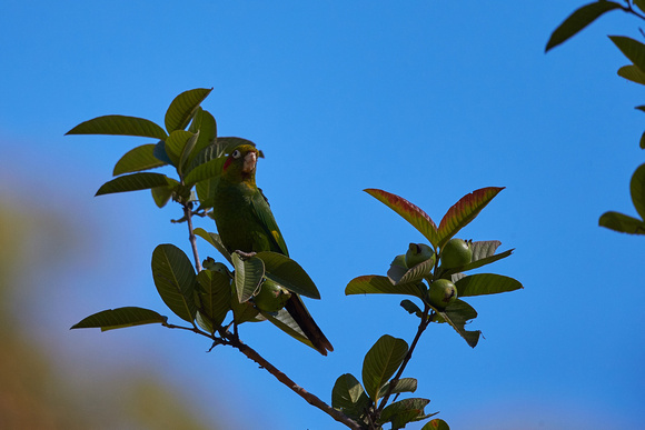 Sulphur-winged Parakeet