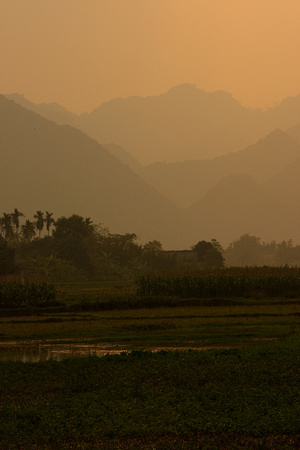 Vietnam - Rice Fields