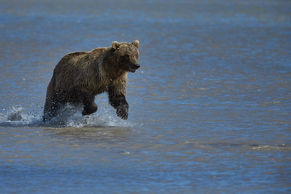 Brown Bear in Lake Clark N.P.