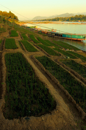 Laos - Rice Terrace on the Mekong River