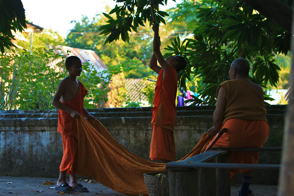 Laos - Monks Collecting Fruits