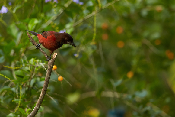 Crimson-backed Tanager (F)