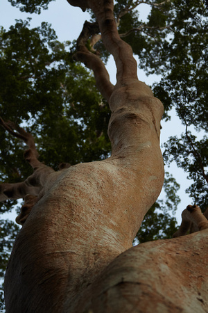 Mengaris Tree