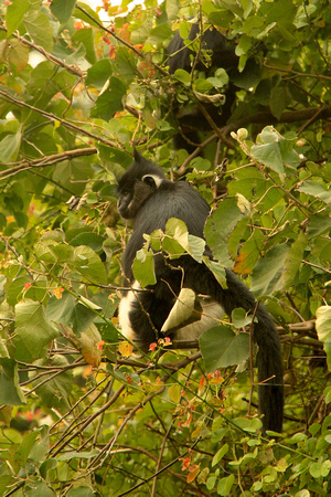 Vietnam - Cuc Phuong National Park - Delacour's Langur