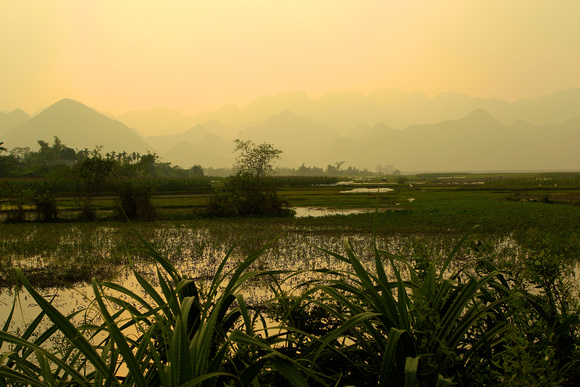 Vietnam - Rice Fields
