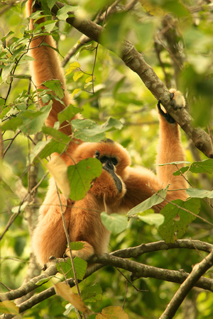 Vietnam - Cuc Phuong National Park - Gibbon