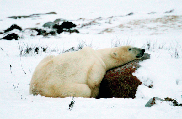 Polar Bear Resting