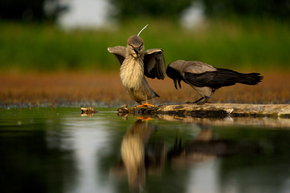 Night Heron and Hooded Crow