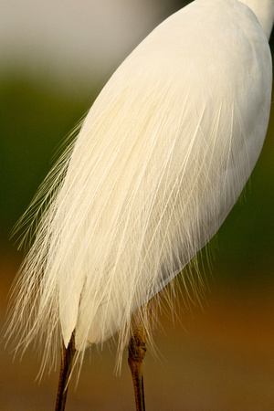 Great White Egret - Detail