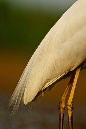 Great White Egret - Detail