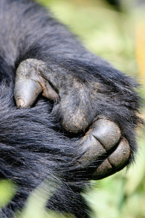 Mountain Gorilla Hands