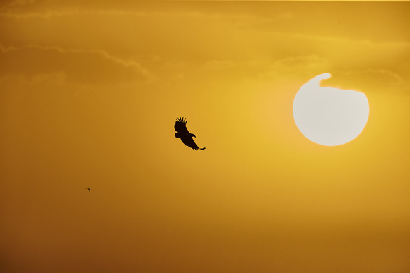 Sunset and African Fish  Eagle