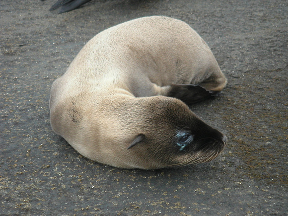 Sea Lion Cub