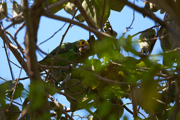 Yellow-Fronted Parrot