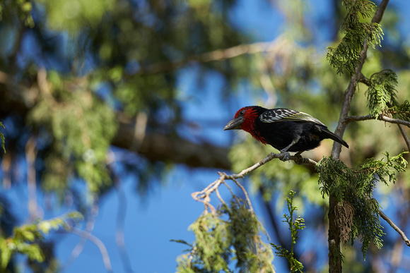 Red-faced Barbet
