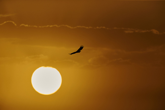 Sunset and African Fish  Eagle