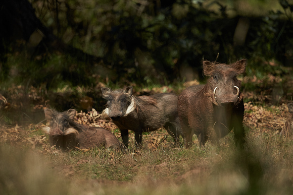 Warthogs Family