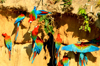 Salt Lick - Macaws
