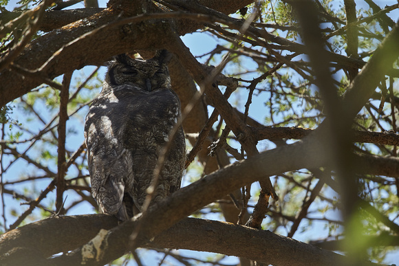 Greysh Eagle Owl