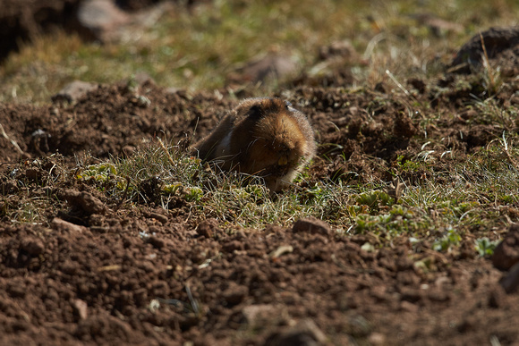 Ethiopian African mole-rat