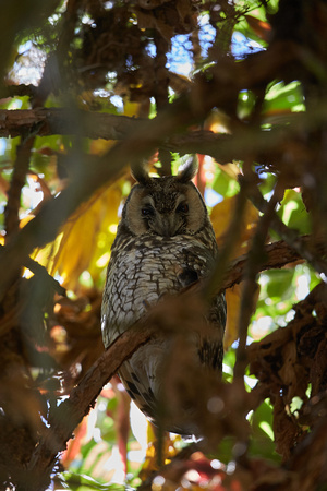 Abyssinian Long-eared Owl