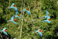 Macaws in Flight