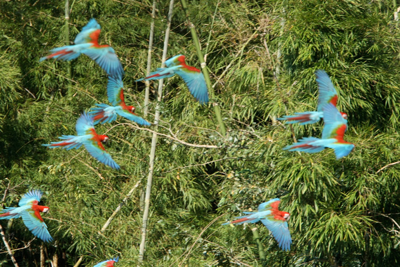 Macaws in Flight