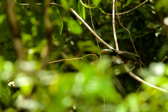 Chestnut-eared Araçari