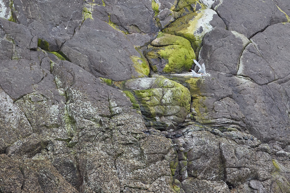 Vestmanna Cliffs - Arctic Terns