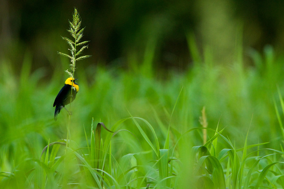 The Singing Yellow-hooded Blackbird