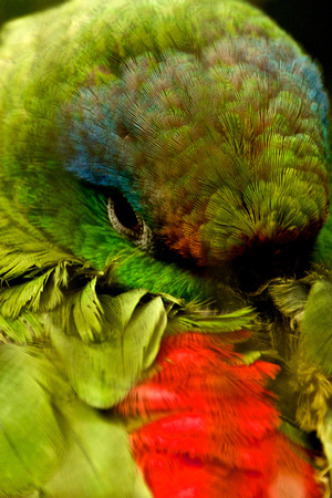 Festive Parrot