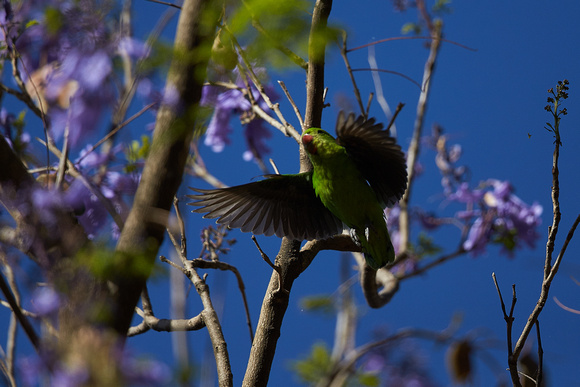 Black-winged Lovebird