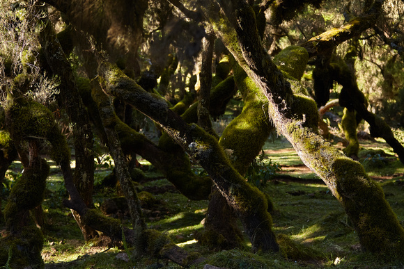 Bale Mountains - Harenna Forest