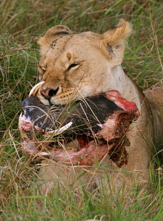 Lioness and Prey