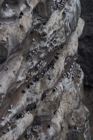 Black-legged Kittivakes and Guillemots Colony