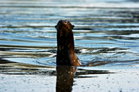 Amazon Giant Otter