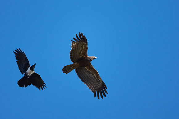 Tawny Eagle and Pied Raven