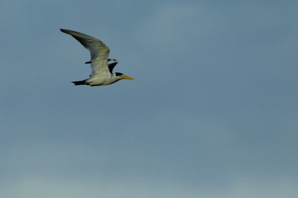 Yellow-beacked Tern