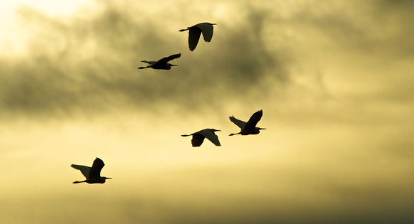 Egrets at Sunset