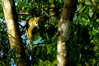 Common Squirrel Monkey