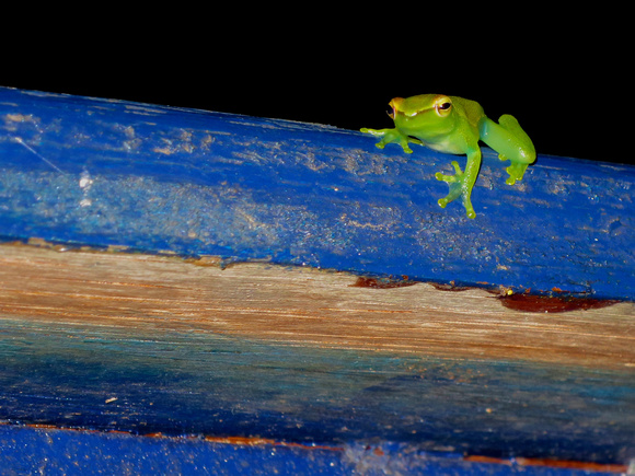 Orinoco Lime Treefrog
