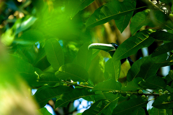 Chestnut-eared Araçari